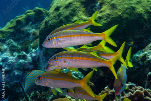 Εκτύπωση καμβά School of Yellow Goatfish swimming in the Little Cayman Islands