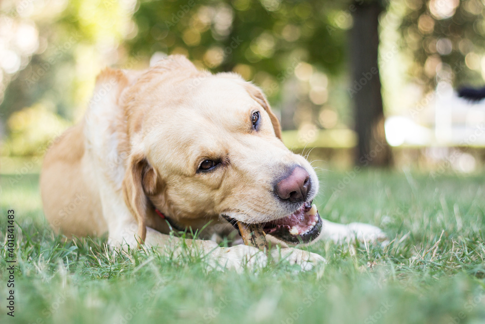 Smiling cute labrador dog playing with a stick in the city park portrait. Looking away