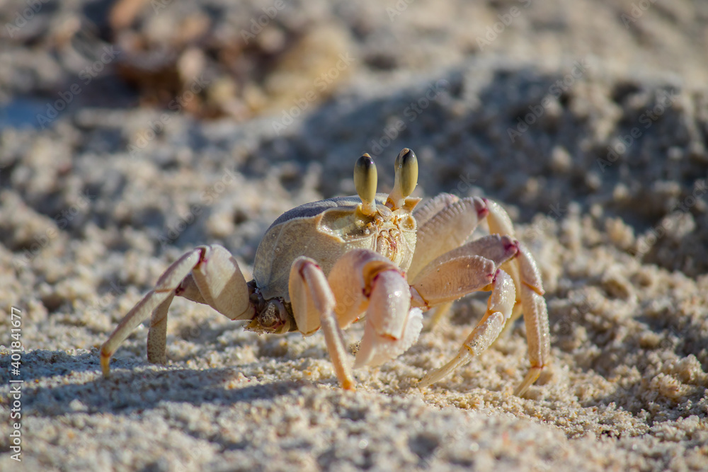 Lonely crab at the sandy beach enjoying the sun