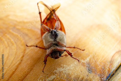 May beetle on a wooden background close-up shooting photo