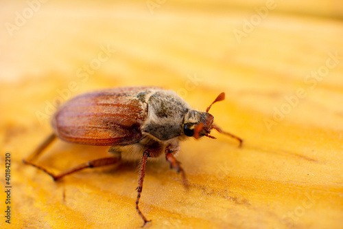 May beetle on a wooden background close-up shooting