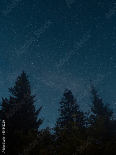 dark night forest against the background of a bright starry sky