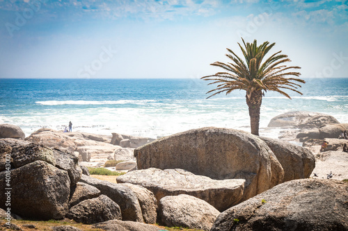 beach with palm tree in cape town, south africa