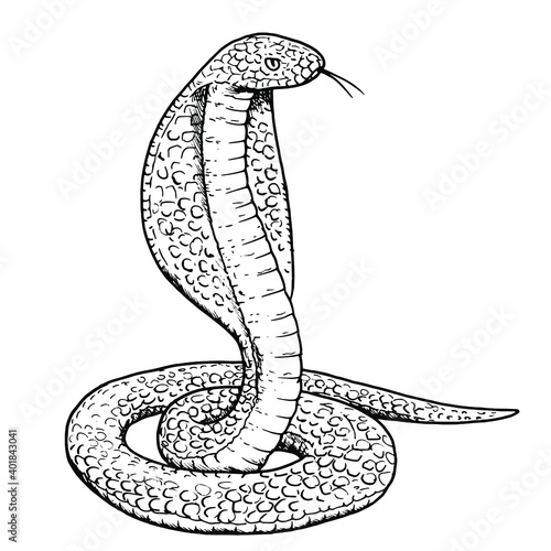 Drawing of cobra snake - hand sketch of wild reptile