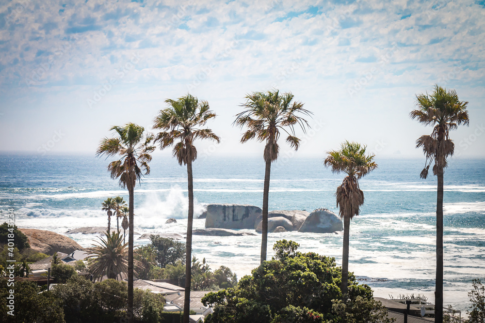 palm trees on the beach, camps bay, cape town, south africa