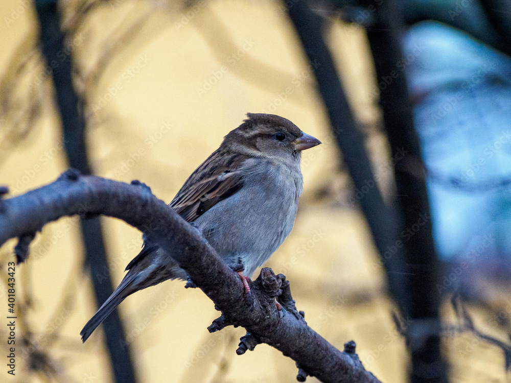 House sparrow perched on a branch House sparrow perched on a branch