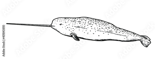 Drawing of narwhal - hand sketch of water mammal