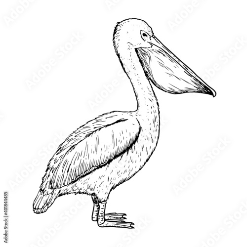 Drawing of pelican - hand sketch of bird photo