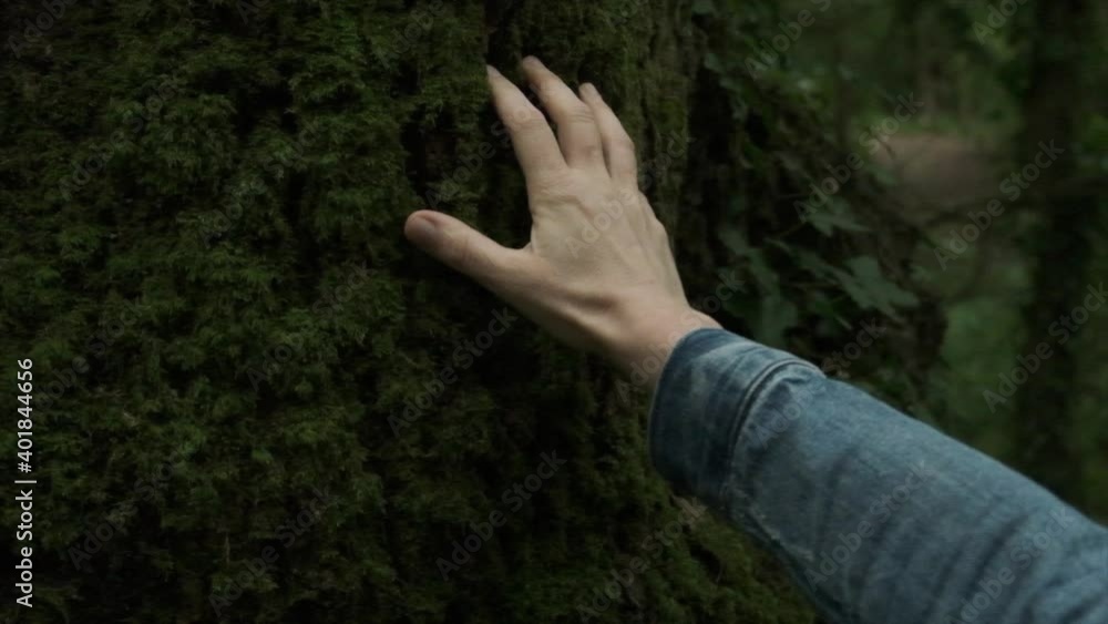 mano acariciando árbol