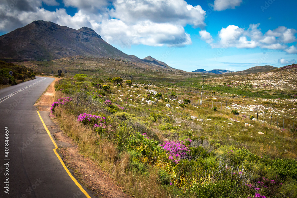 table mountain national park in full bloom, south africa