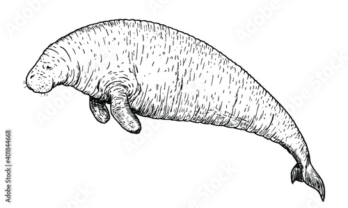 Drawing of Steller's sea cow - hand sketch of extinct mammal