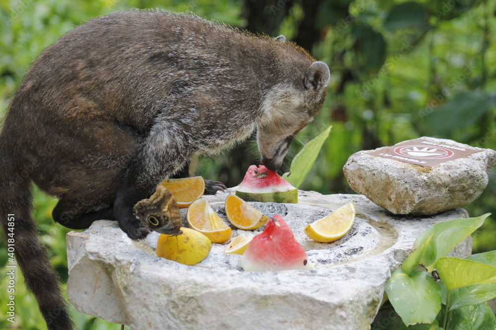 White-nosed coati eating some orange and watermelon fruits in the jungle