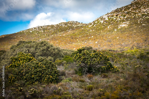 landscape near cape of good hope, south africa