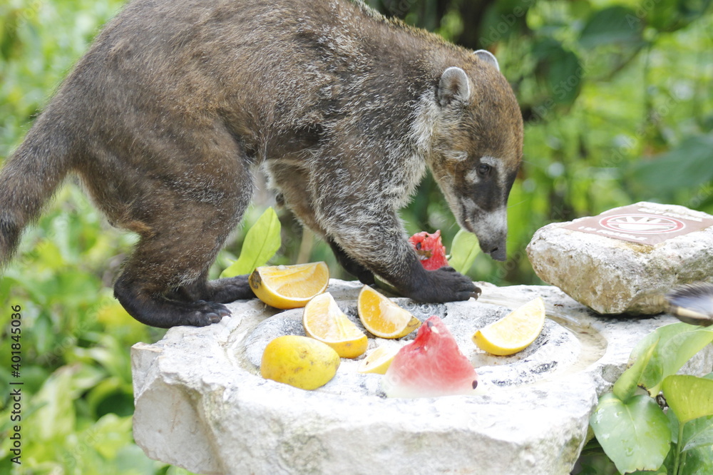 White-nosed coati eating some orange and watermelon fruits in the jungle