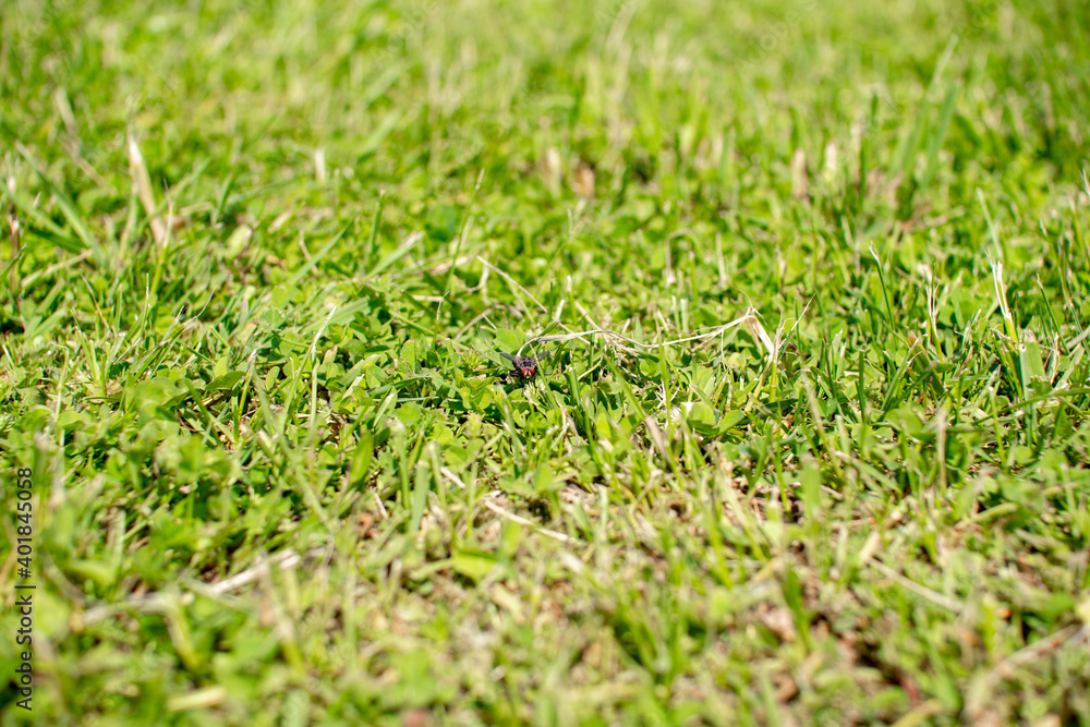 Green summer lawn close-up shot with elements of dried grass. Green summer lawn close-up shot with elements of dried grass.