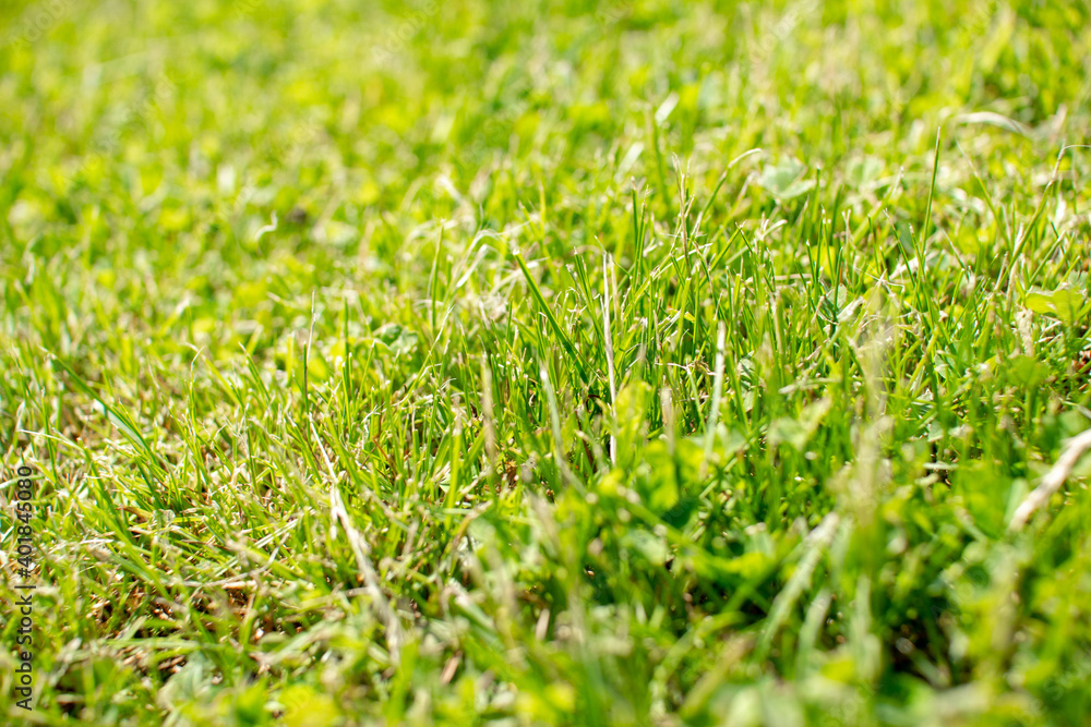 Green summer lawn close-up shot with elements of dried grass. Green summer lawn close-up shot with elements of dried grass.