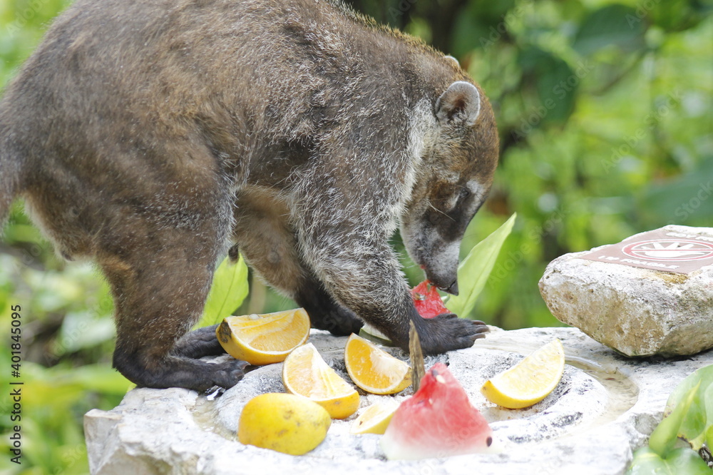 White-nosed coati eating some orange and watermelon fruits in the jungle