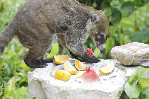 Obraz na płótnie White-nosed coati eating some orange and watermelon fruits in the jungle w salonie