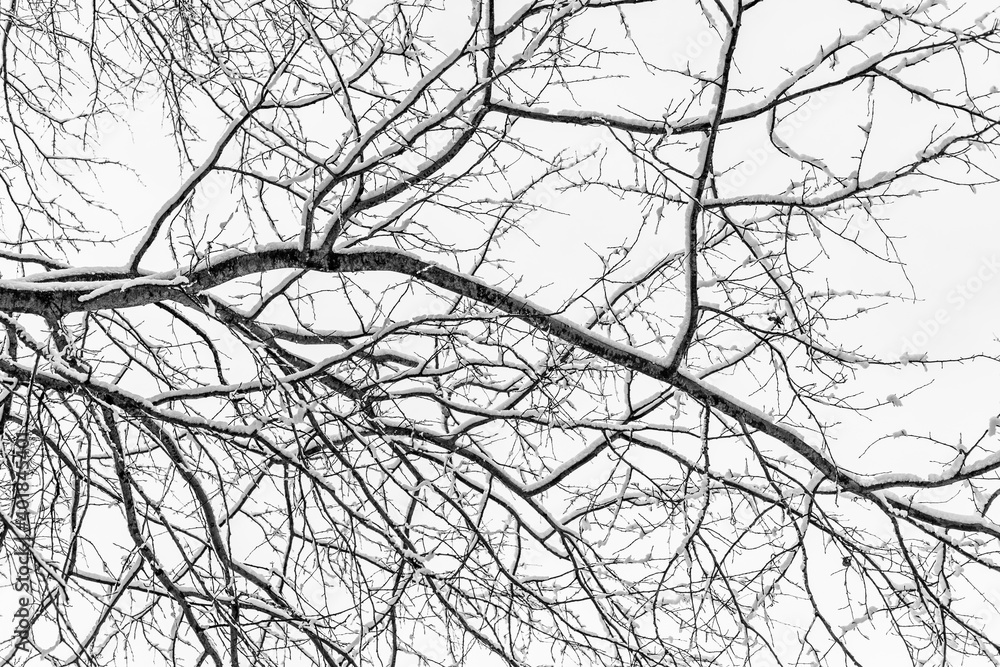 branches of a tree covered with snow branches of a tree covered with snow