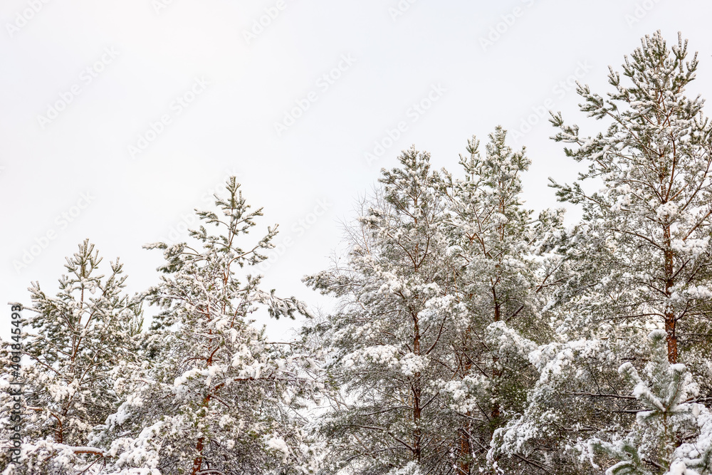 Pine trees in beautiful winter landscape with a lot of snow Pine trees in beautiful winter landscape with a lot of snow