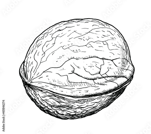 Drawing of persian walnuts - hand sketch of food