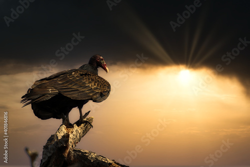 perched vulture admiring the setting sun.  photo