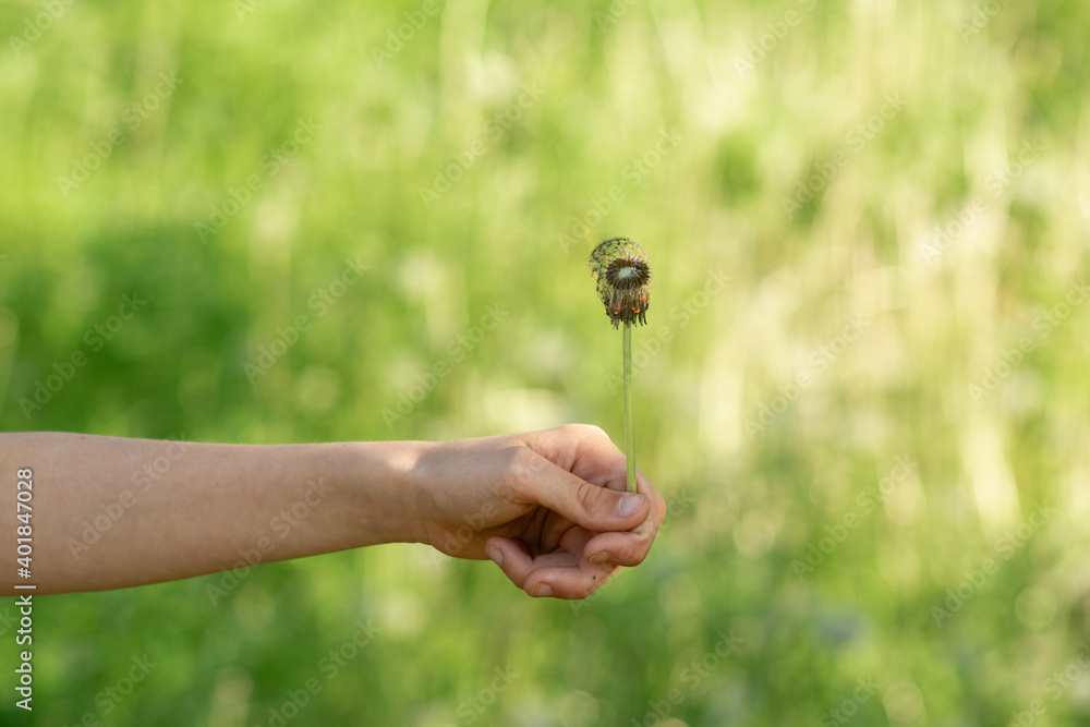 Child's hand with burning dandelions