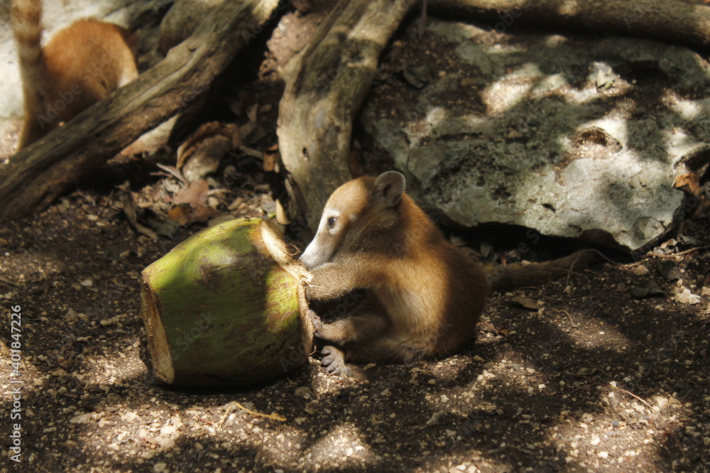 baby coati tearing a coconut in middle of forest