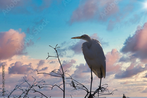 Great white egret in the marsh.  © Joe Ciciless