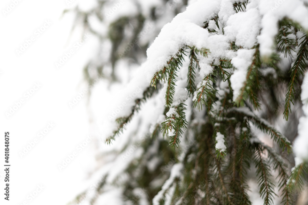 Green spruce branches as a textured background. Snow-covered beautiful spruce branch in winter. Christmas tree outdoors in the snow.