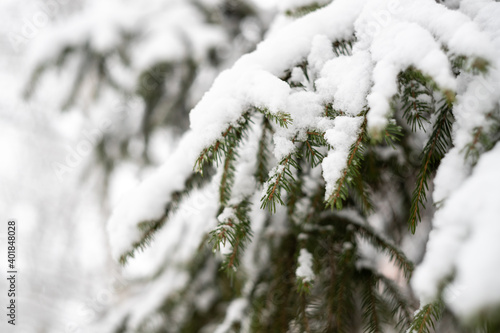 Green spruce branches as a textured background. Snow-covered beautiful spruce branch in winter. Christmas tree outdoors in the snow.