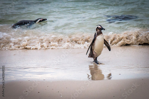 penguins on the beach  boulders beach  simon s town  south africa