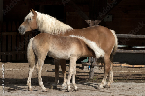 Fototapeta Naklejka Na Ścianę i Meble -  Horses at a an alpine hut