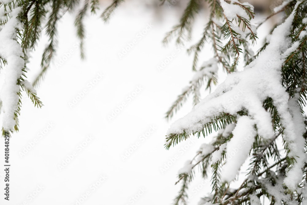 Green spruce branches as a textured background. Snow-covered beautiful spruce branch in winter. Christmas tree outdoors in the snow.
