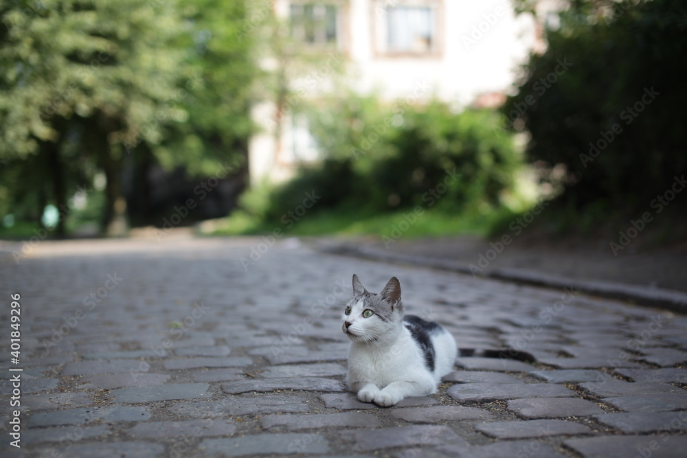 Fototapeta premium cat on the street