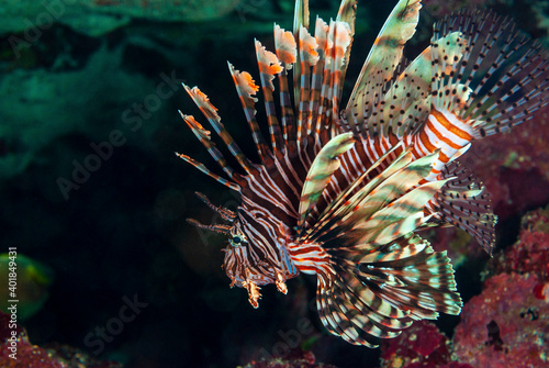 Side view of a dangerous lionfish