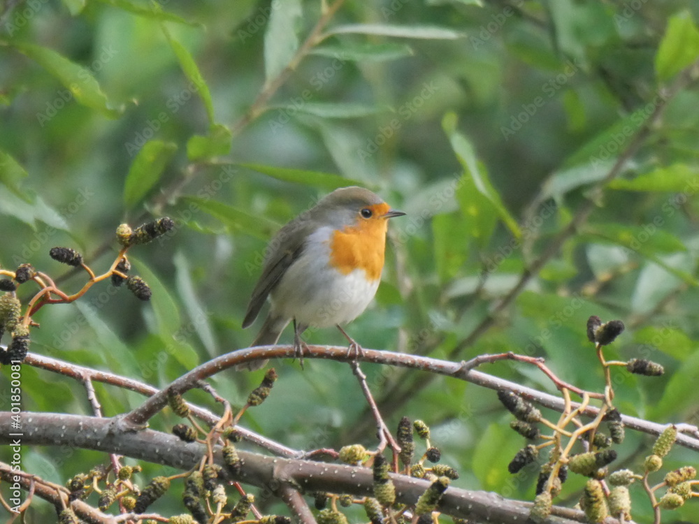 robin
