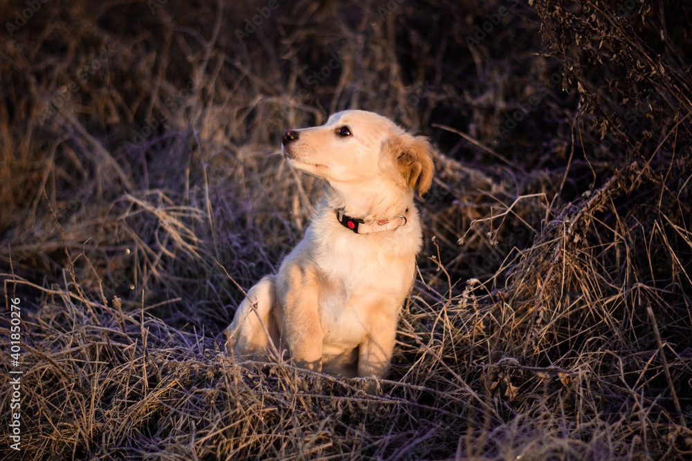Cute little golden puppy dog posing in morning winter frosty nature