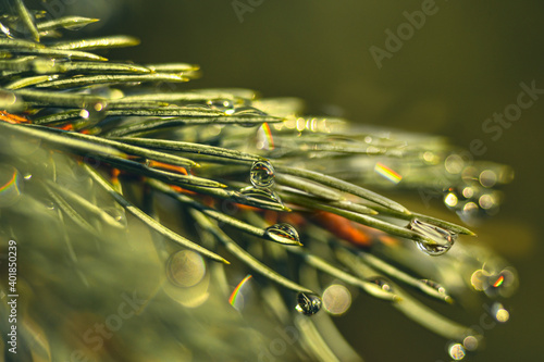 Close up on a pine tree branch, full of needles covered in rain drops , catching light and creating bokeh effect with a shallow depth of field