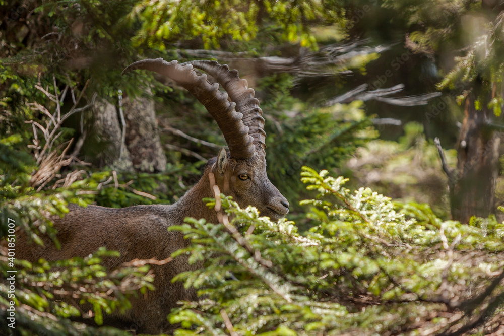 Alpine ibex (Capra ibex) in the high mountains between mountain pines Alpine ibex (Capra ibex) in the high mountains between mountain pines