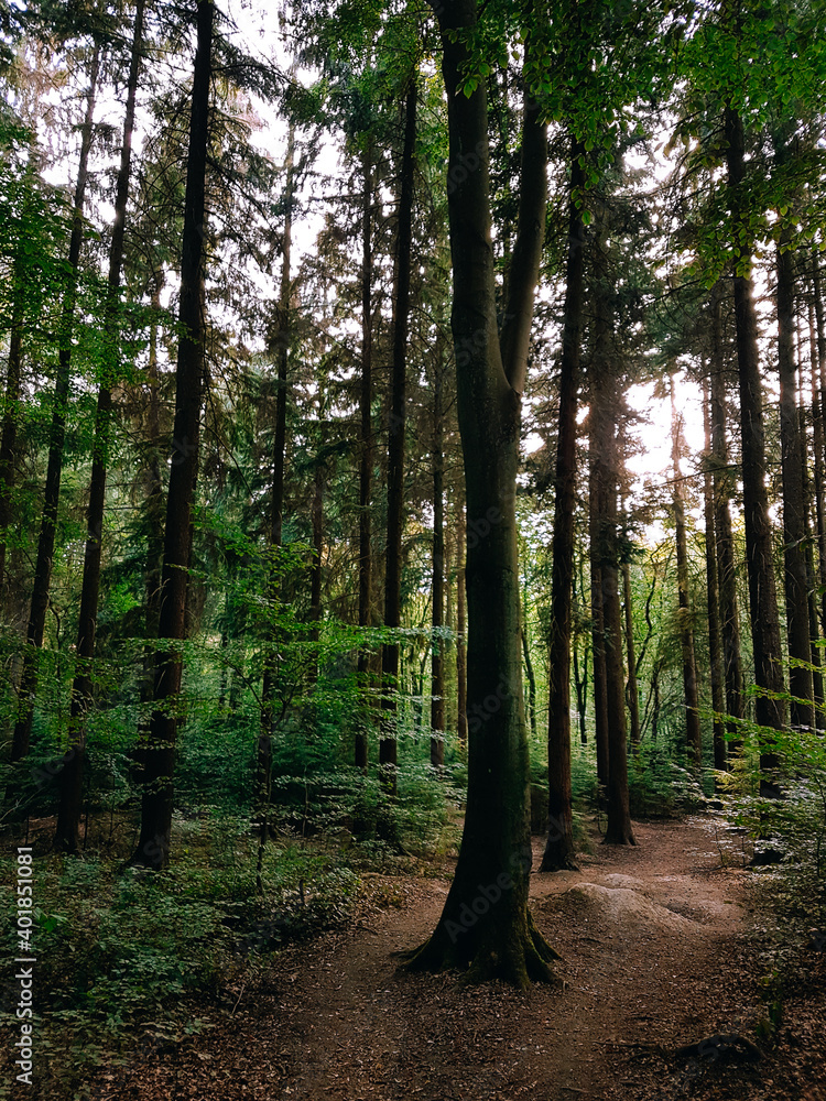 Obraz premium Sunlight through a green forest.