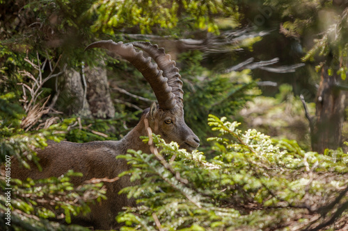 Alpine ibex (Capra ibex) in the high mountains between mountain pines