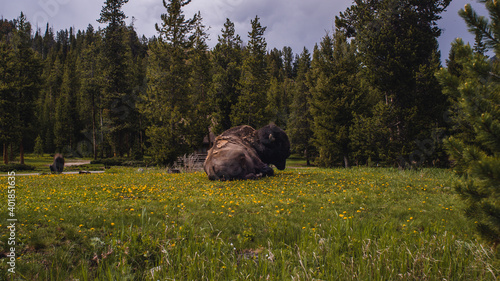 buffalo in a meadow