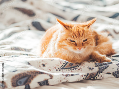 Cute ginger cat lying in bed. Fluffy pet comfortably settled to sleep. Cozy home background with funny pet.