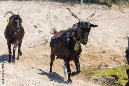 The black goat with horns walking in herd on white sand beach near green bush and grass in Greece