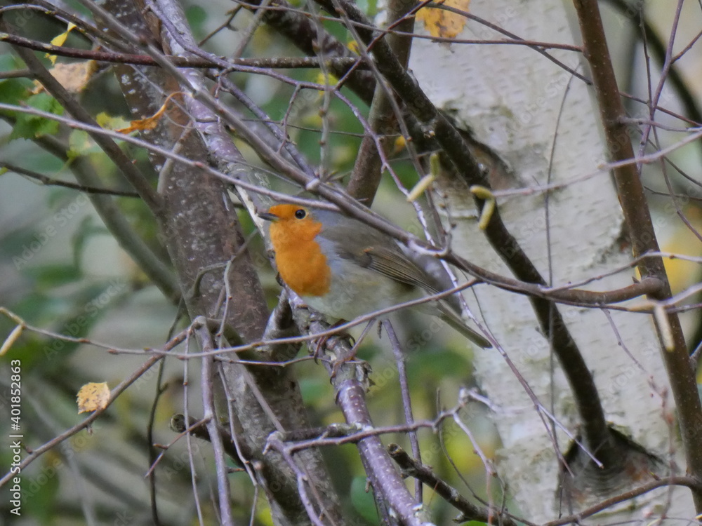 robin
robin