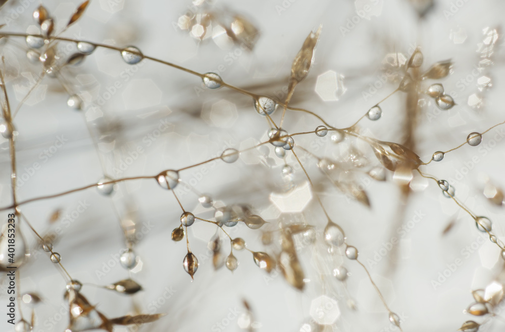Morning dew on the plants. Meadow in autumn. Morning dew on the plants. Meadow in autumn.
