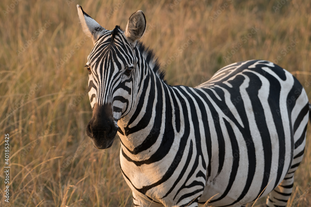 A wild African zebras faces the camera in the grassland of the Masai Mara Reserve during the great migration through Kenya. Horizontal A wild African zebras faces the camera in the grassland of the Masai Mara Reserve during the great migration through Kenya. Horizontal