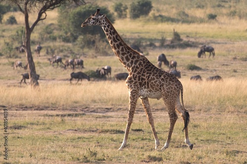 One giraffe walks through the bush veld of the Maasai Mara with wildebeests in the background.
