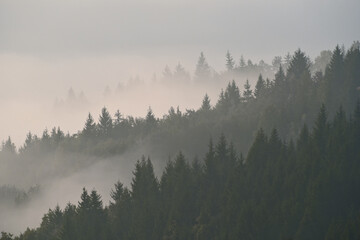 Keuken achterwand Mistig bos Herfstbos in bergachtige ochtendmist  © Gorart